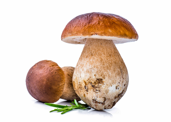 Image result for mushroom